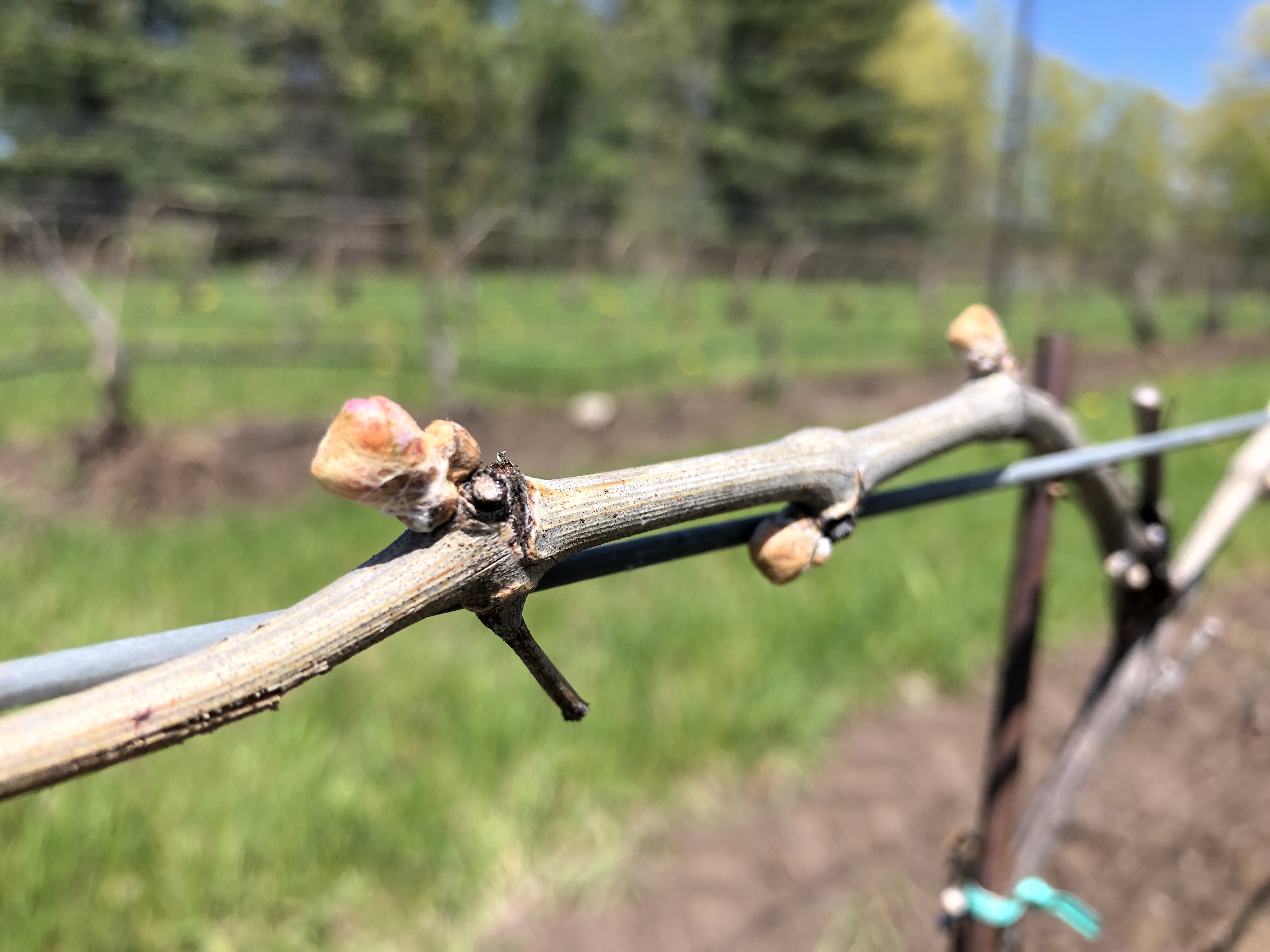 Third cabernet franc